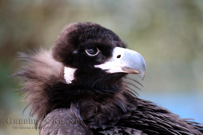 Rhenen, 12 februari 2016. Monniksgieren in Ouwehands Dierenpark. Fotograaf: Peter Kuhl.